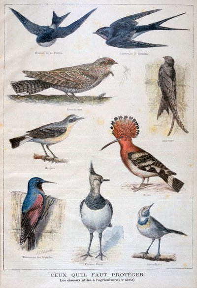 Vogels die beschermd zijn en nuttig in de landbouw, 1897 door Fortuné Méaulle