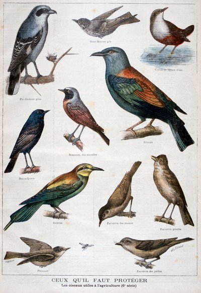 Vogels die beschermd zijn en nuttig in de landbouw, 1897 door Fortuné Méaulle