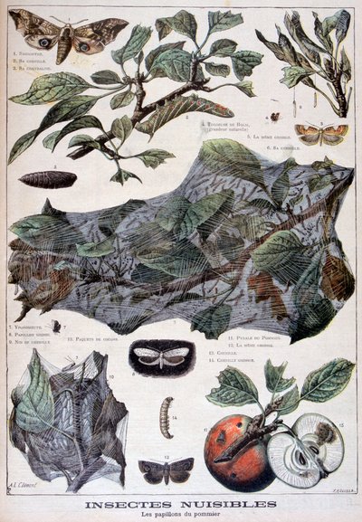 Schadelijke insecten: motten die appelbomen beschadigen door Fortuné Méaulle