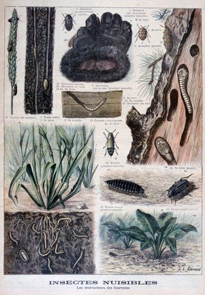 Insecten schadelijk voor bont door Fortuné Méaulle
