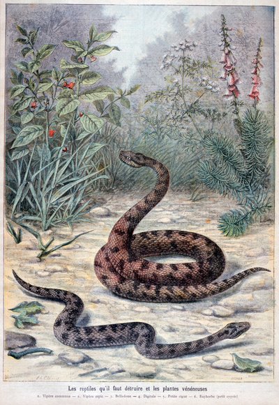 Slangen en giftige planten, 1897 door Fortuné Méaulle