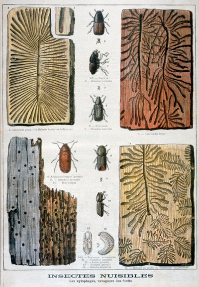 Xylophagous insecten die schadelijk zijn voor bossen door Fortuné Méaulle