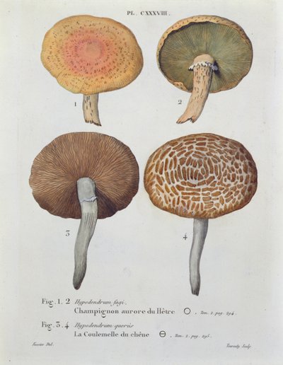 Hypodendrums fagi en queris, plaat 138 uit 