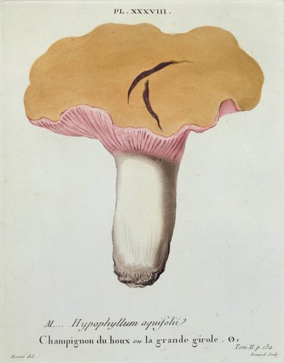 Hyprophyllum aquifolii, plaat 38 uit 