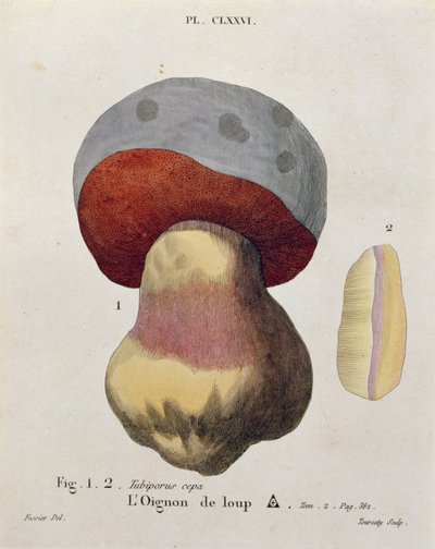 Tubiporus cepa, plaat 176 uit 