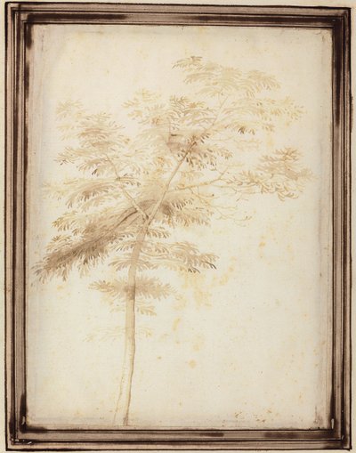 Een Studie van een Boom door Fra Bartolomeo