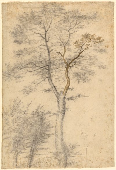 Drie studies over bomen door Fra Bartolommeo (Baccio della Porta)