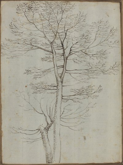 Kale boom [verso] door Fra Bartolommeo