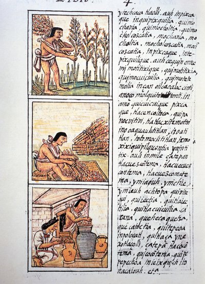 Scènes uit het boerenleven, tarweoogst, plukken op mat en opslag in potten, tekst in Nahuatl, uit facsimile van manuscript Algemene Geschiedenis van de Dingen van Nieuw-Spanje, ook bekend als Florentijnse Codex, door Bernardino de Sahagun door Fra Bernadino da Sahagun