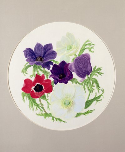 Anemonen door Frances Buckland
