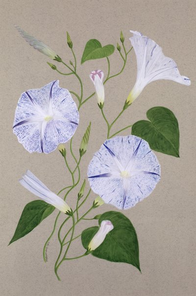 Convolvulus Cneorum door Frances Buckland