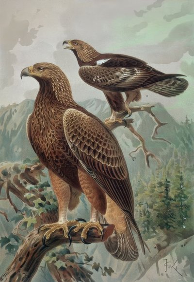 Gravure - Gouden adelaar - Volwassen mannetje en vrouwtje door Francia