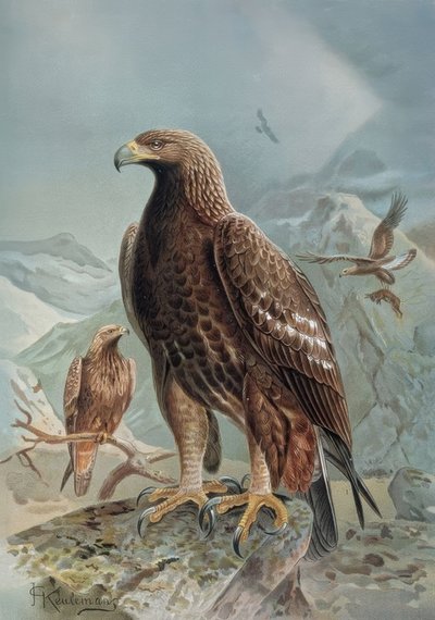Gravure - Wilde of vale arend - volwassen vrouwtje en jong door Francia