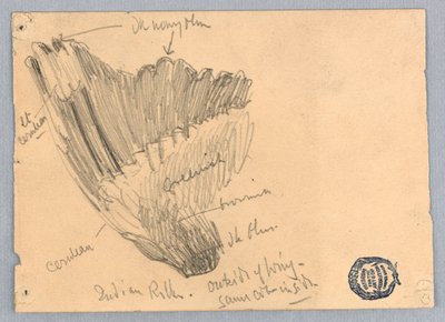 Schets van een vleugel door Francis Augustus Lathrop