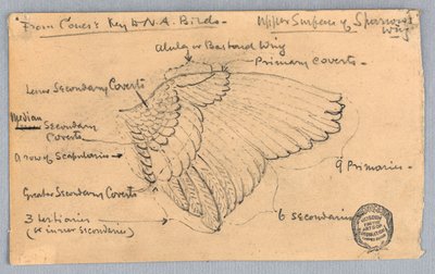 Studie van een mussen vleugel door Francis Augustus Lathrop