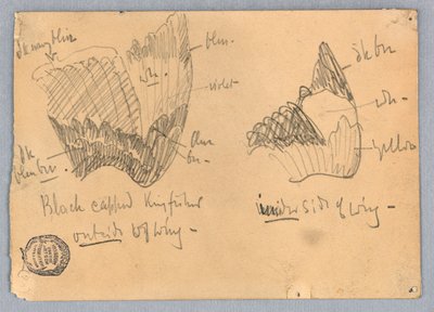 Vleugel van een Zwartkopijsvogel door Francis Augustus Lathrop