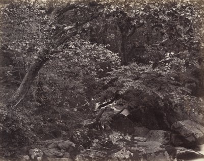 Glen bij Lynmouth door Francis Bedford, Francis Frith