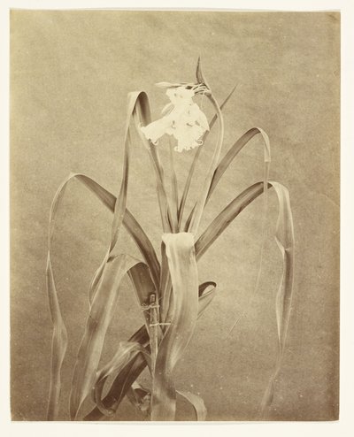 [Bloemen] door Francis Edmond Currey