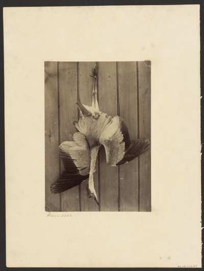 Reiger door Francis Edmond Currey