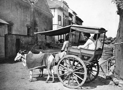 Bombay Hackerry, ca. 1875 door Francis Frith
