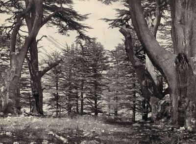 Ceders van Libanon, ca. 1857 door Francis Frith