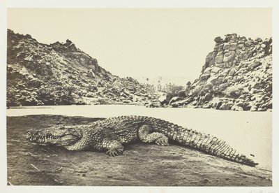 Krokodil op een zandbank, 1857 door Francis Frith