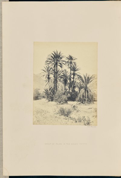 Groep palmen in de Wadee Feyran door Francis Frith