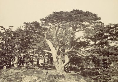 De grootste van de ceders, Mount Libanon, 1857 door Francis Frith