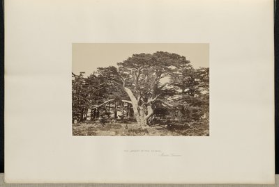 De grootste ceder, de Libanonberg door Francis Frith