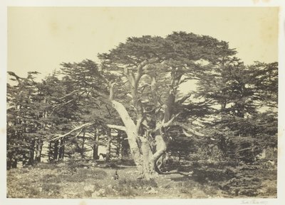 De grootste ceder, de Libanonberg door Francis Frith