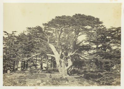 De grootste van de ceders, Mount Lebanon door Francis Frith