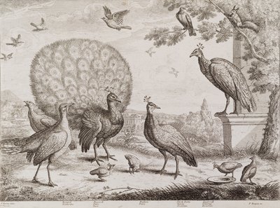 Groep Vogels met Pauw door Francis Place