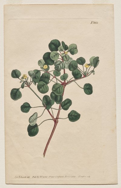 The Botanical Magazine or Flower Garden Displayed: Plaat 883, Euphorbia Petiolaris. Langgesteelde Wolfsmelk door Francis Sansom