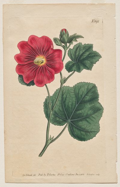 The Botanical Magazine or Flower Garden Displayed: Plaat 892, Althaea Flexuosa. Seringapatam Een Stokroos. [Althea rosea] door Francis Sansom