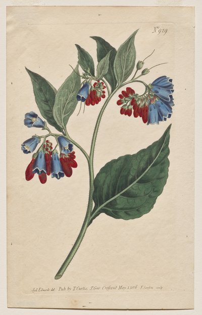 The Botanical Magazine or Flower Garden Displayed: Plaat 929, Symphyum Asperrim. Stekelige Smeerwortel. [Symphytum asperum] door Francis Sansom