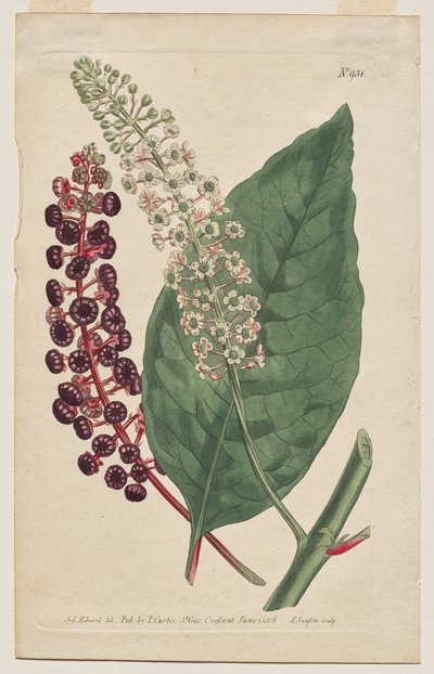 The Botanical Magazine or Flower Garden Displayed: Plaat 931, Phytolacca Decandra. Virginische Poke. [Phytolaca Americana] door Francis Sansom