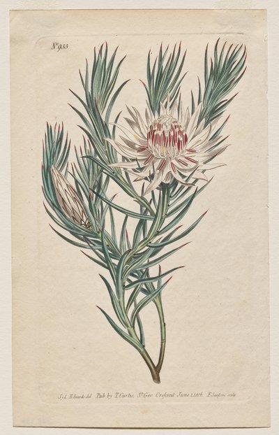 The Botanical Magazine or Flower Garden Displayed: Plaat 933, Protea mucronifolia. Dagger-Leaved Protea. [Protea odorata] door Francis Sansom