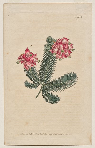 The Botanical Magazine or Flower Garden Displayed: Plaat 966, Erica Elegans. Elegante Heide [Erica glauca] door Francis Sansom