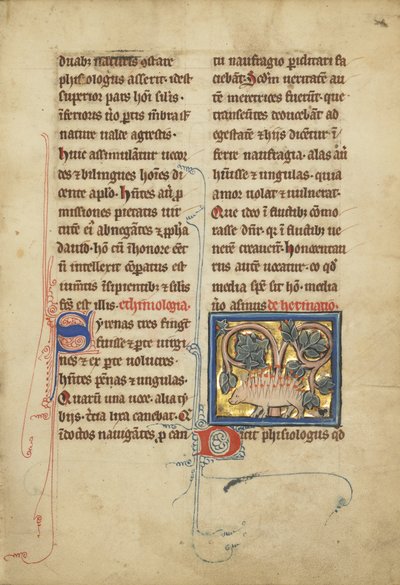 Een egel uit een bestiarium Ms Ludwig XV 4, fol. 82, c.1280-1300 door Franco Flemish School