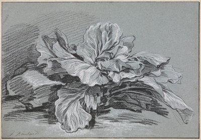 Studie van een kool door François Boucher
