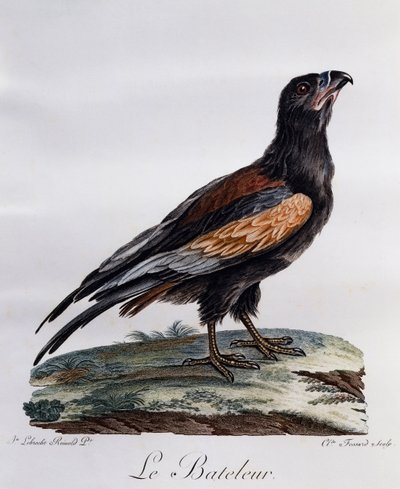 Volwassen Bateleur (Terathopius ecaudatus), gravure uit Histoire Naturelle des Oiseaux d