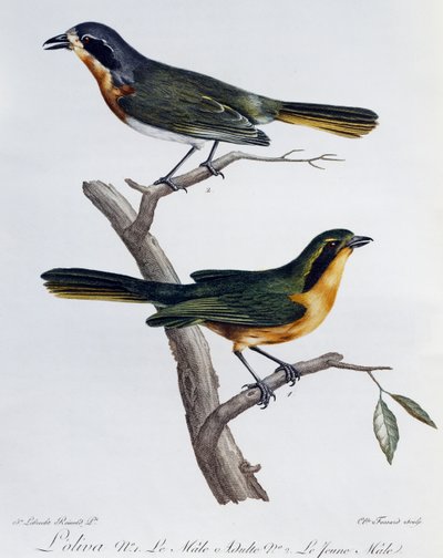 Volwassen mannetje en jong van Olijfgroene Bosklauwier (Telophorus olivaceus), gravure uit Histoire Naturelle des Oiseaux d