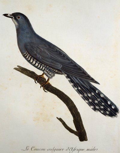Afrikaanse Koekoek (Cuculus gularis), gravure uit Histoire Naturelle des Oiseaux d