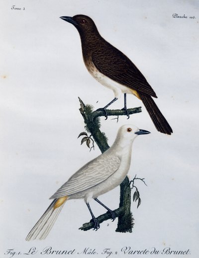 Afrikaanse roodoogbuulbuul (Pycnonotus nigricans), gravure uit Histoire Naturelle des Oiseaux d