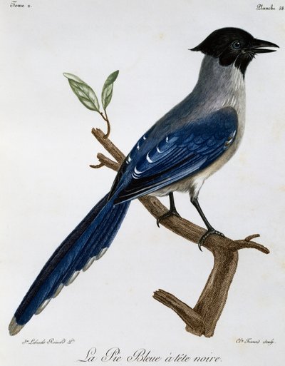 Azuurvleugelgaai (Cyanopica cyanus), gravure uit Histoire Naturelle des Oiseaux d