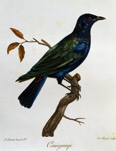 Zwartbuikglansspreeuw (Lamprotornis corruscus), gravure uit Histoire Naturelle des Oiseaux d