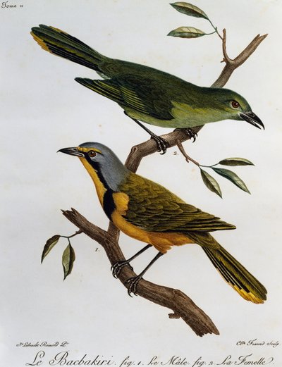 Bokmakierie Bosklauwier (Telophorus zeylonus), gravure uit Histoire Naturelle des Oiseaux d