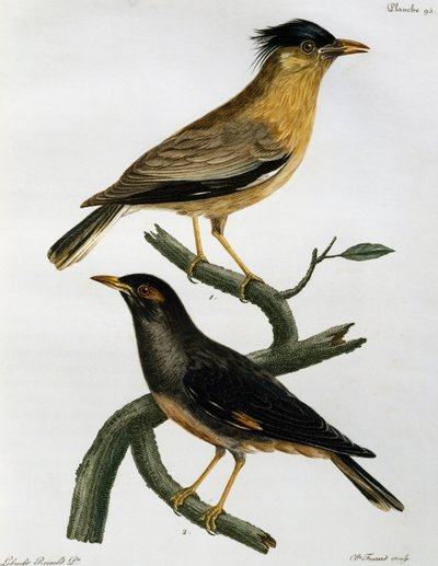 Brahmaanse Spreeuw (Sturnus pagodarum) en, hieronder, Bankmyna (Acridotheres ginginianus), gravure uit Histoire Naturelle des Oiseaux d