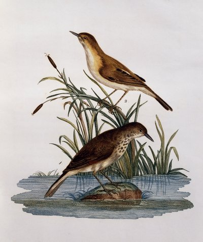 Cagueteuse et Lisabelle, gravure uit Histoire Naturelle des Oiseaux d