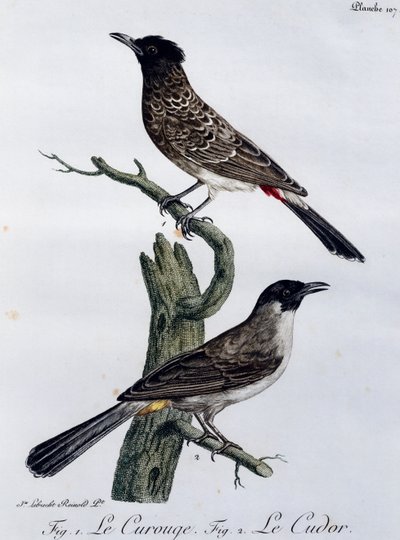 Kaapse Buulbuul (Pycnonotus capensis) en, hieronder, Tuinbuulbuul (Pycnonotus barbatus), gravure uit Histoire Naturelle des Oiseaux d